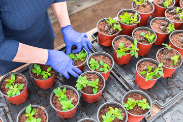 Woman gardener replanting petunia seedlings into plant pots