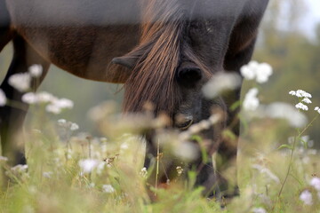 Islandpferde auf der herbstlichen Wiese © Grubärin