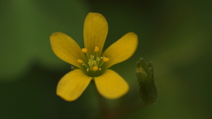 close up of yellow flower