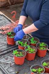 Woman gardener planting petunia seedlings into hanging pots