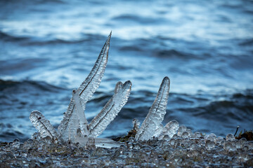 blades of grass covered in ice