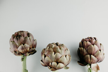 Artichoke flower, purple edible bud isolated