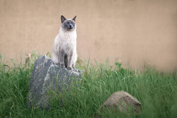 Thai cat with blue eyes sitting outdoors on the rock among green grass and wathcing