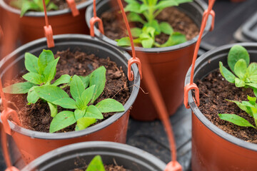Petunia seedlings replanted into hanging pots