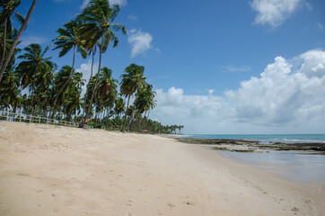 beach with palm trees - Praia dos Carneiros - Pernambuco - Litoral brasileiro