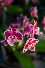 Fototapeta na wymiar Orchideen in Wangen bei Zürich