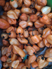 Habanero