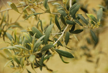 close up of an olive tree branches and leaves
