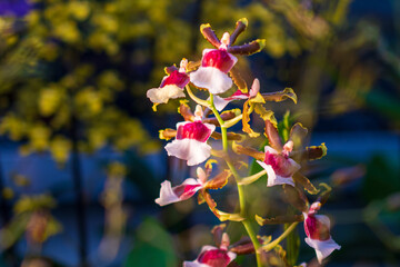 Orchideen in Wangen bei Zürich