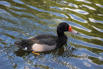 animals in wild file