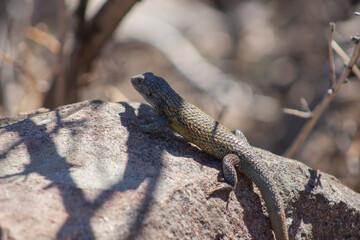 animals in wild file