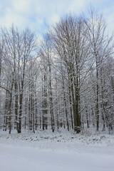 Winter forest on a background of blue sky.