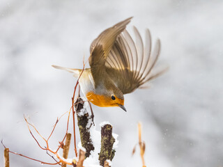 European robin in action preparing to fly off a branch in the snow with wings like a ballet dancer