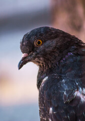 animals in wild file