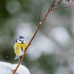 Blue Tit with winter Bokeh sitting on a branch in the snow after a snowstorm in Yorkshire England February 2021  