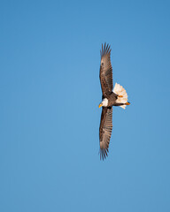 Bald Eagle diving