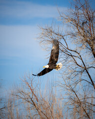 eagle in flight