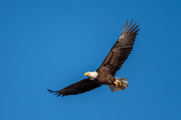Naklejka premium bald eagle in flight