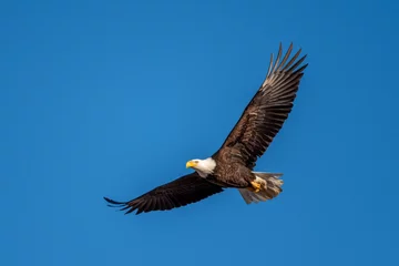 Fototapeten bald eagle in flight © Matthew