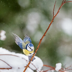 British garden bird Blue Tit Flying off a branch in the snow in lockdown february 2021 with green bokeh