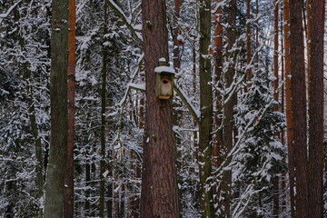 Birdhouse in the winter forest. Pine forest