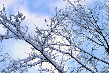 Branches of trees against the background of the blue sky. Blue sky in winter. Winter in the forest.