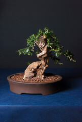 bonsai olive tree in a pot