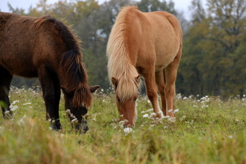Fototapeta premium Islandpferde auf der herbstlichen Wiese