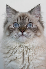 Siberian cat