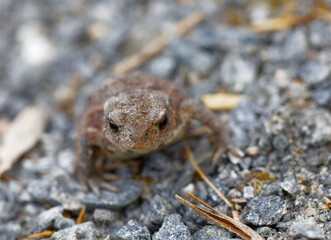 Baby common toad walking on the gravel, focus only on the eyes
