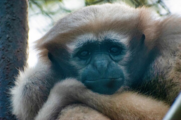 Emotion of a cute monkey. Sad monkey.