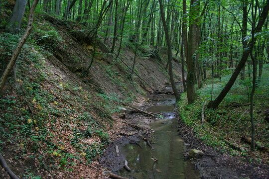 Forest in Hagenbachklamm in Lower Austria, Austria, Europe
