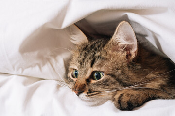 Funny brown striped cute green-eyed kitten lies under a white blanket and sheets. Close-up cat in bed. Brown cat lies in white bedding. Cat in bed concept