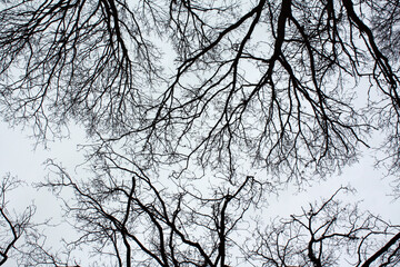 Obraz premium Sky in the forest