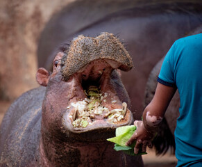 Close shot of eating moment of hippopotamus.