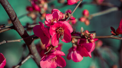 bee on pink flower