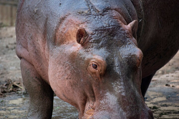 Close up shot of Hippopotamus, hippopotamus amphibius.