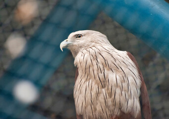 Eagle is the common name for many large birds of prey of the family Accipitridae.