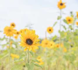 Young sunflowers grow in summer on the field. Yellow flowers and green leaves play in the sun. In the afternoon a blue cloudy sky before a thunderstorm.