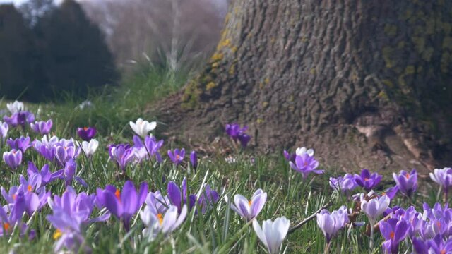 Blooming flowers crocuses and snowdrops on a spring green meadow	
