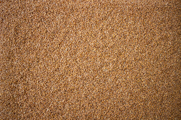 Enkir variety wheat seed texture. Compact pile of seeds on a plane, photographed from above. Golden seeds. Concept of agriculture, farmer, work, fields, life, nature, fruits of nature