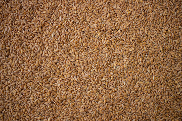 Enkir variety wheat seed texture. Compact pile of seeds on a plane, photographed from above. Golden seeds. Concept of agriculture, farmer, work, fields, life, nature, fruits of nature