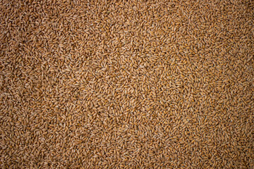 Spelled variety wheat seed texture. Compact pile of seeds on a plane, photographed from above. Golden seeds. Concept of agriculture, farmer, work, fields, life, nature, fruits of nature