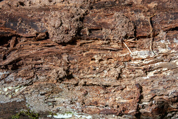 Natural old tree bark texture. Top view of the bark of a tree on a bright day. Wood surface defects and fibers close up