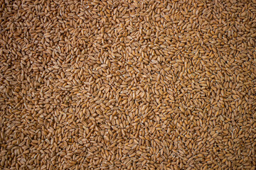 Spelled variety wheat seed texture. Compact pile of seeds on a plane, photographed from above. Golden seeds. Concept of agriculture, farmer, work, fields, life, nature, fruits of nature