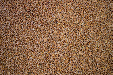 Texture of durum wheat seeds. Compact pile of seeds on a plane, photographed from above. Golden seeds. Concept of agriculture, farmer, work, fields, life, nature, fruits of nature