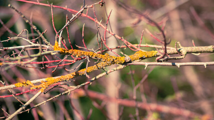 yellow caterpillar on a branch