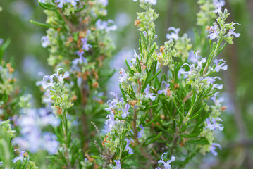 Rosemary blooms in the garden
