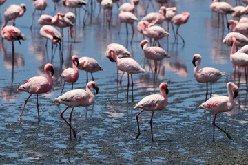 Fototapeta na wymiar Pink Flamingos - Walvis Bay, Namibia, Africa
