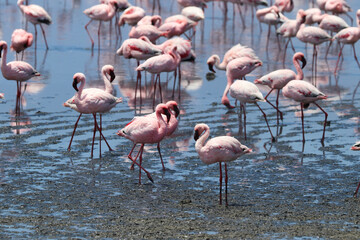 Pink Flamingos - Walvis Bay, Namibia, Africa